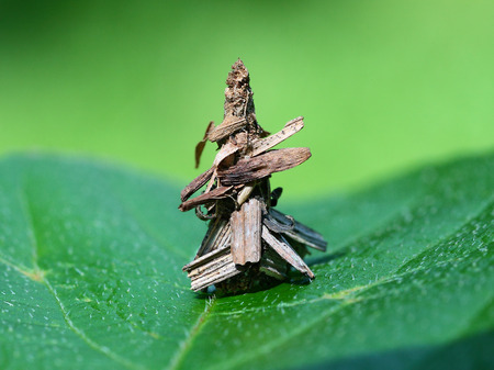 Close up view of Bagworm larvaeの写真素材