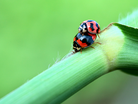 ladybugの写真素材