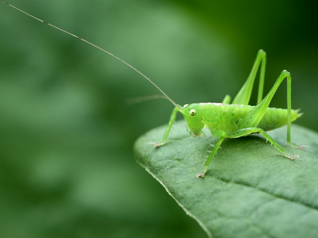 long-horned grasshopperの写真素材
