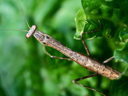 The praying mantis
