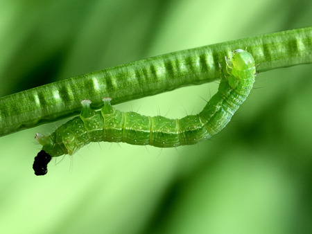 Moth larvaeの写真素材