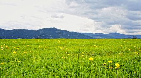 Meadowの写真素材
