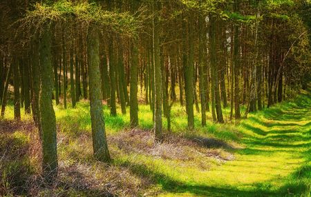 Path in the forest