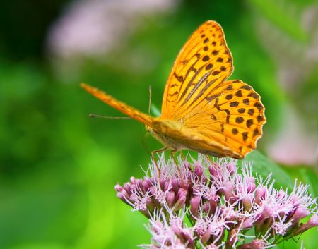 Butterflyの写真素材