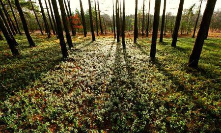Autumn park with long shadows from setting sunの写真素材