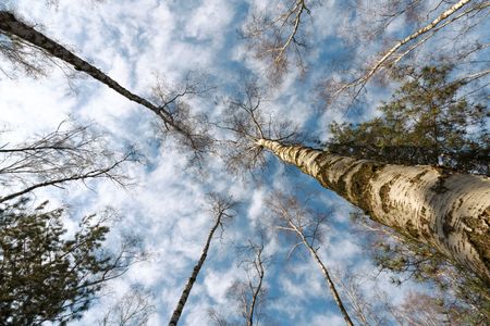 Circle of autumn birches crowns against blue skyの写真素材