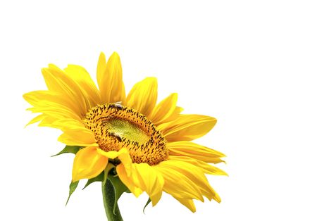 Isolated yellow sunflowerの写真素材