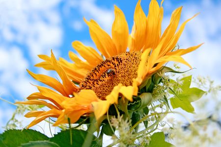 Beautiful sunflowerの写真素材