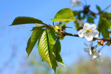 Cherry tree blossoms
