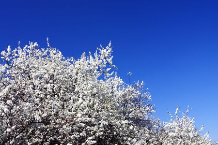 Apple orchard and blue skyの写真素材