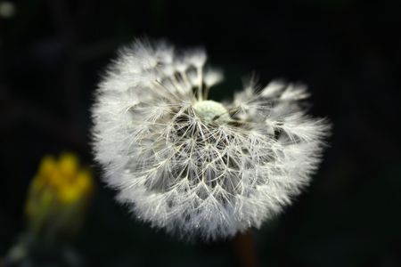 Dandelion