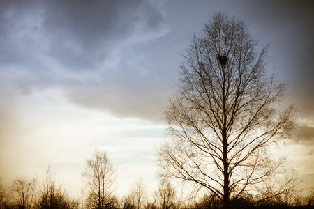 Alone tree before stormの写真素材