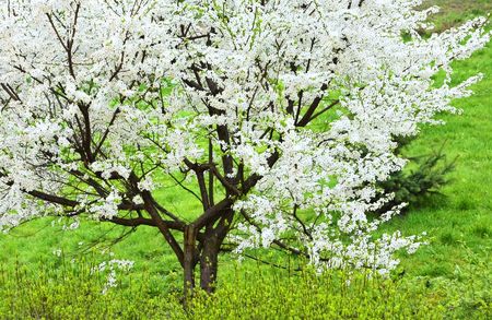 Blossoming tree