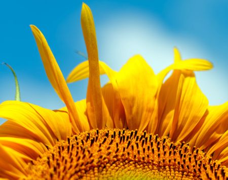 Beautiful sunflower closeupの写真素材