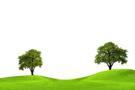 Oak trees in green field isolated on white backgroundの写真素材