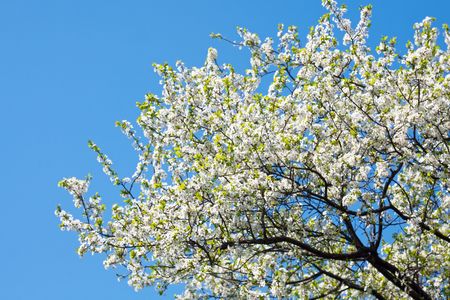 Blossoming treeの写真素材