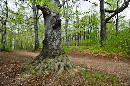Old tree in the parkの写真素材