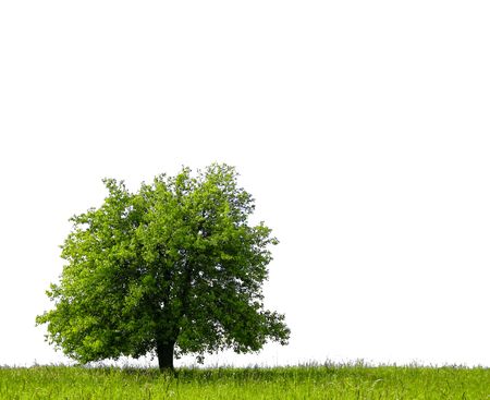 Pear tree on green field, isolated against a white background の写真素材