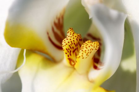 White orchid, macroの写真素材