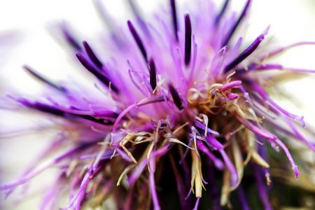 Thistle backgroundの写真素材