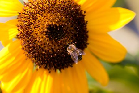 Yellow sunflowerの写真素材