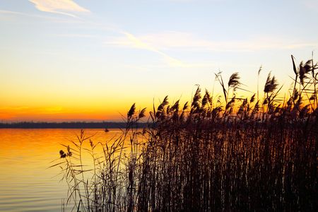 The bulrushes against sunlight over sky background in sunsetの写真素材