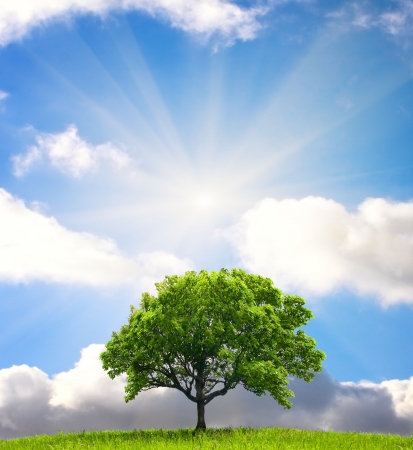 Green tree Green tree