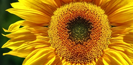 Yellow Sunflower Bannerの写真素材