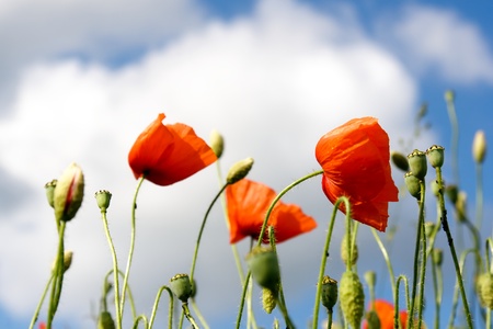 Poppies on green fieldの写真素材