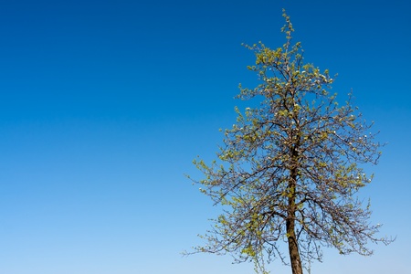Spring blossom tree on blue skyの写真素材