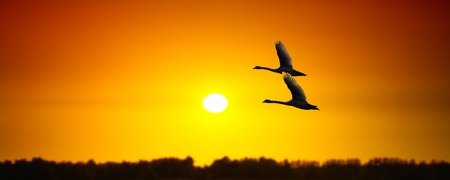 Sunny banner with swansの写真素材