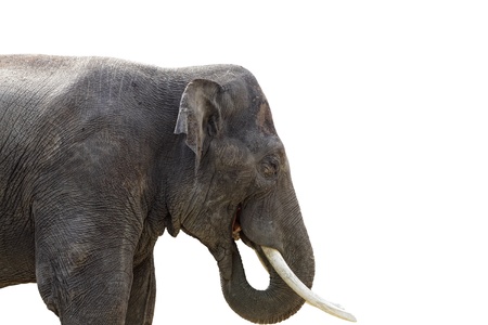 Isolated elephant on white backgroundの写真素材