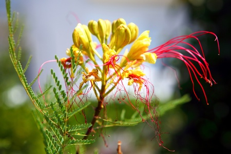 Tropical yellow flowerの写真素材