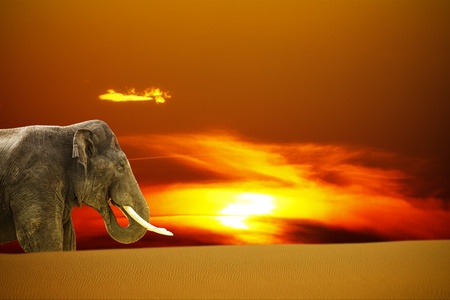 Elephant at Sunsetの写真素材