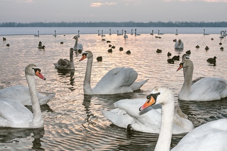 Swans on winter at sunsetの写真素材