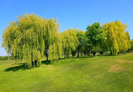 Golf fieldの写真素材