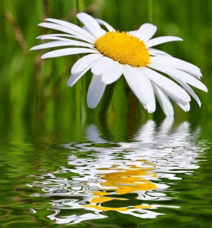 Chamomiles in the nature の写真素材