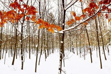 Winter trees in the snowの写真素材