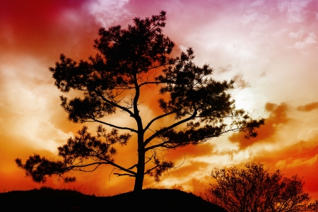 Tree Sunsetの写真素材