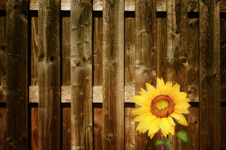 Sunflower with fence on the backgroundの写真素材