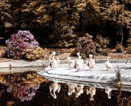 Rosy pelicanの写真素材