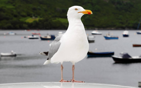 Seagull in the bayの写真素材