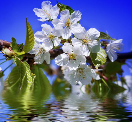 Spring blossom backgroundの写真素材