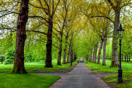 Alley with trees in park Londonの写真素材