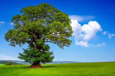 A tree in the field and the beautiful blue skyの写真素材