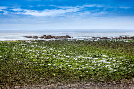 Green algae covered boulders at sea coast beach