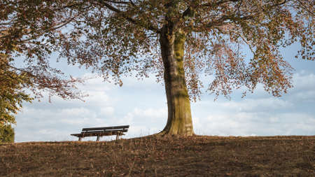 A bench in an autumn park under a colorful treeの写真素材