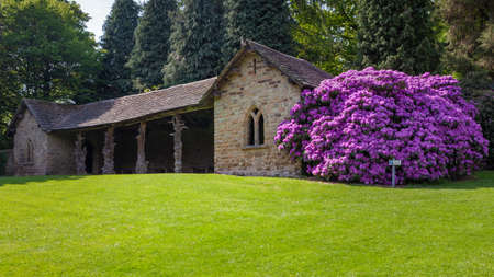 Rhododendron in bloom with flowers on city parkの写真素材