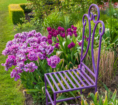 A colorful spring tulip garden with garden chairの写真素材