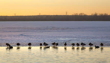 Ducks on the shore of a frozen lake at sunsetの写真素材